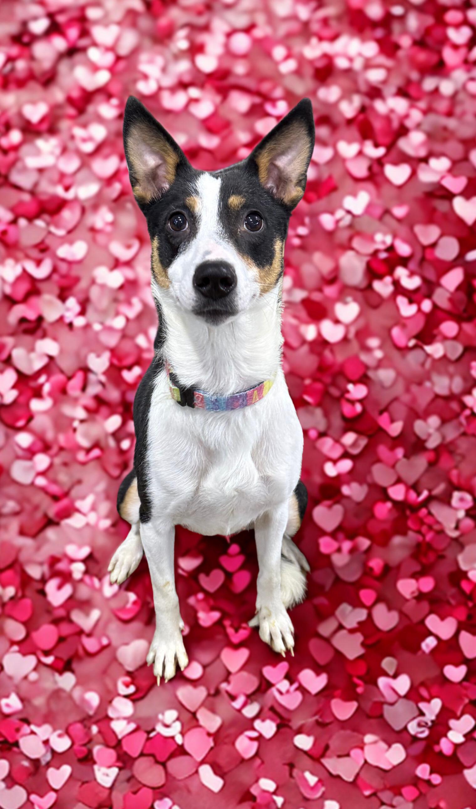 Enlarge Harley, a ADOPTABLE mixed breed in Brazil, IN image 1/1