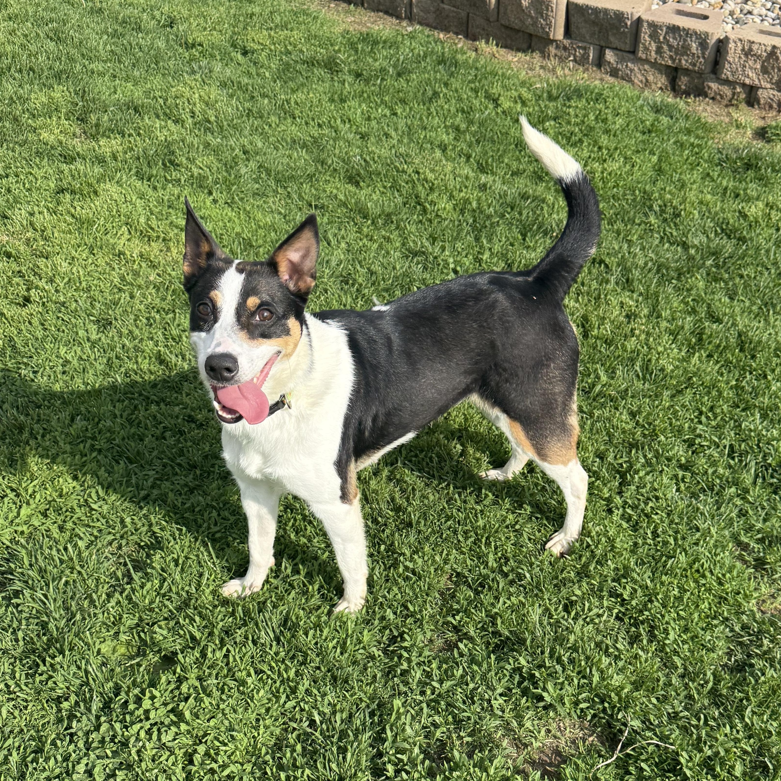Enlarge Harley, a ADOPTABLE mixed breed in Brazil, IN image 2/3