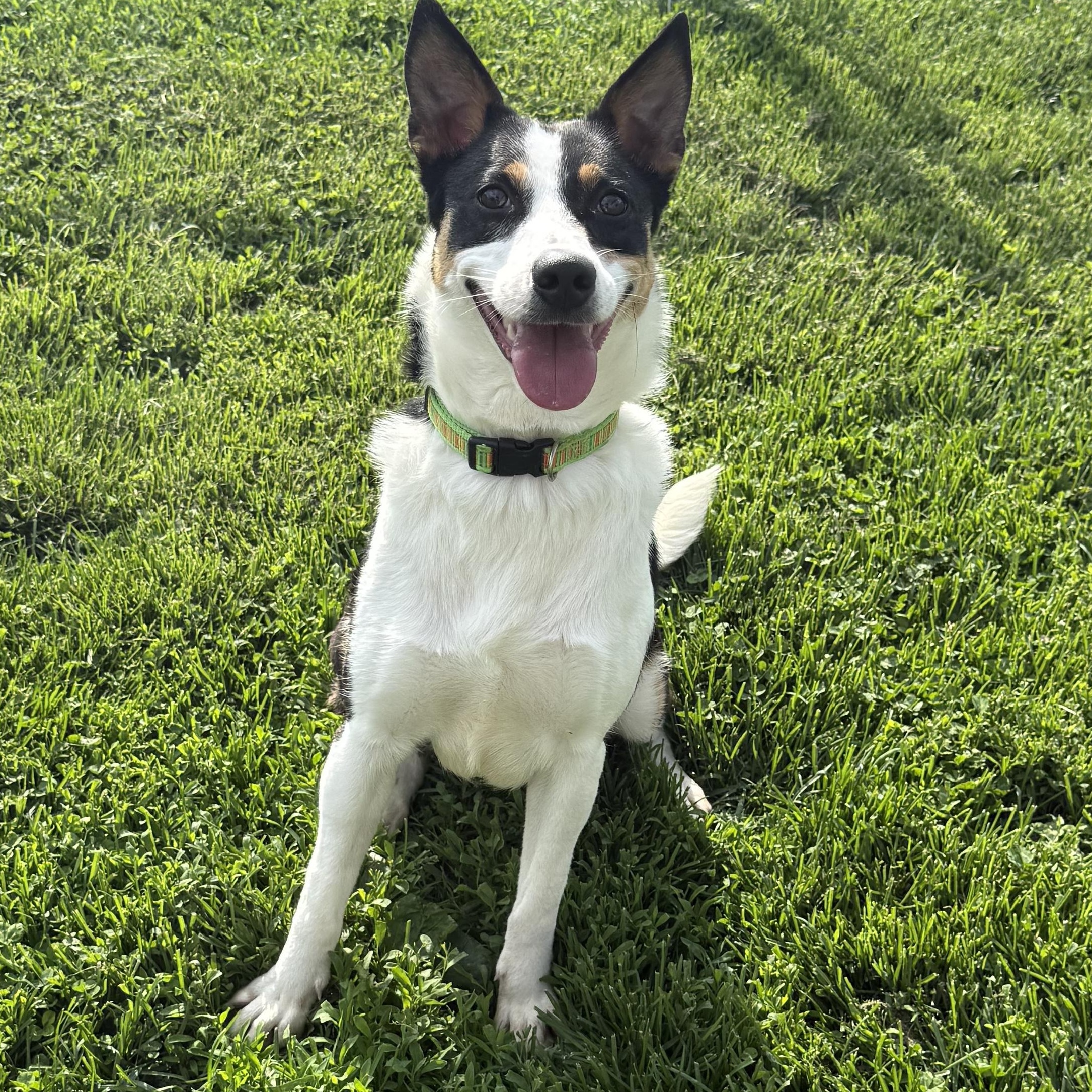 Enlarge Harley, a ADOPTABLE mixed breed in Brazil, IN image 1/3