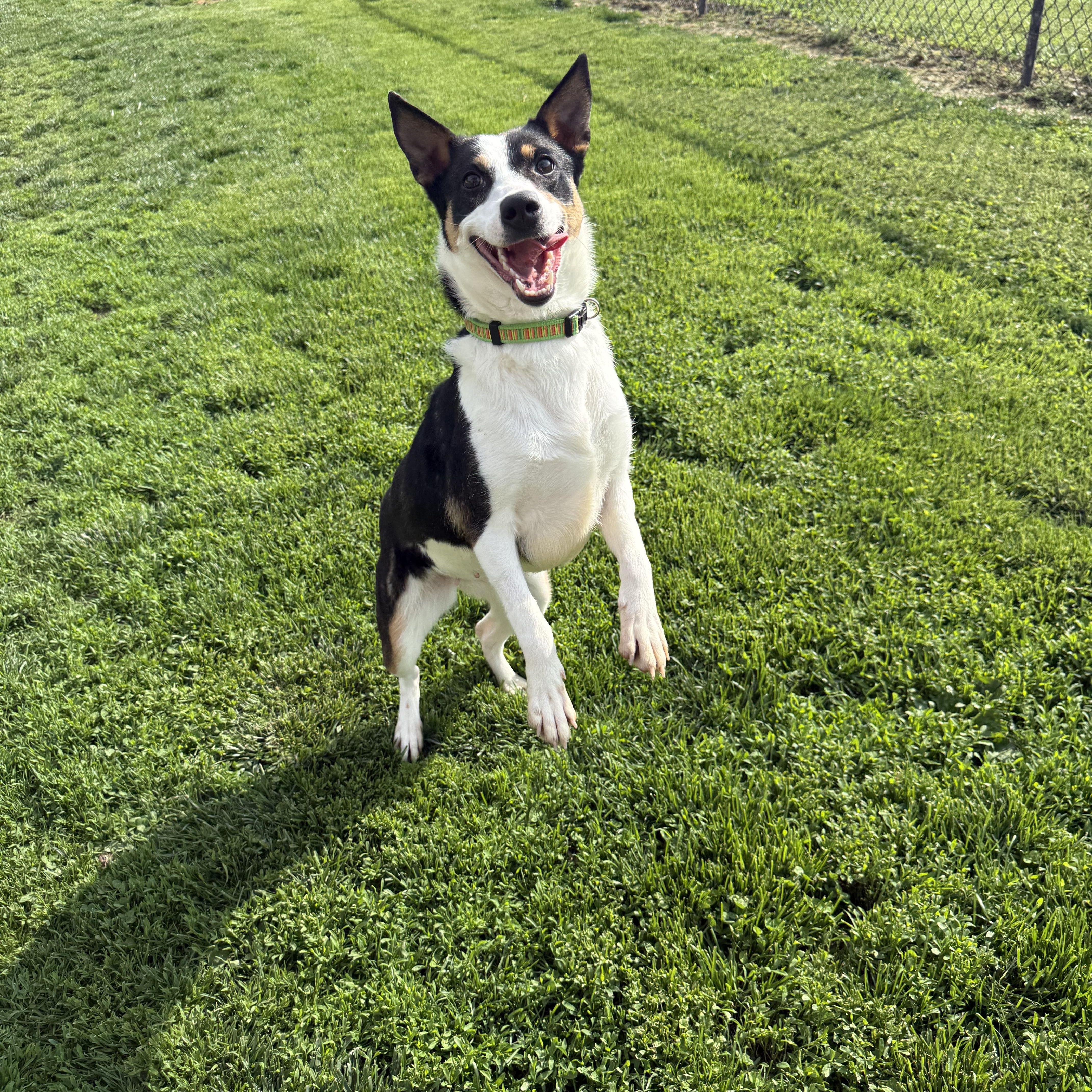 Enlarge Harley, a ADOPTABLE mixed breed in Brazil, IN image 3/3