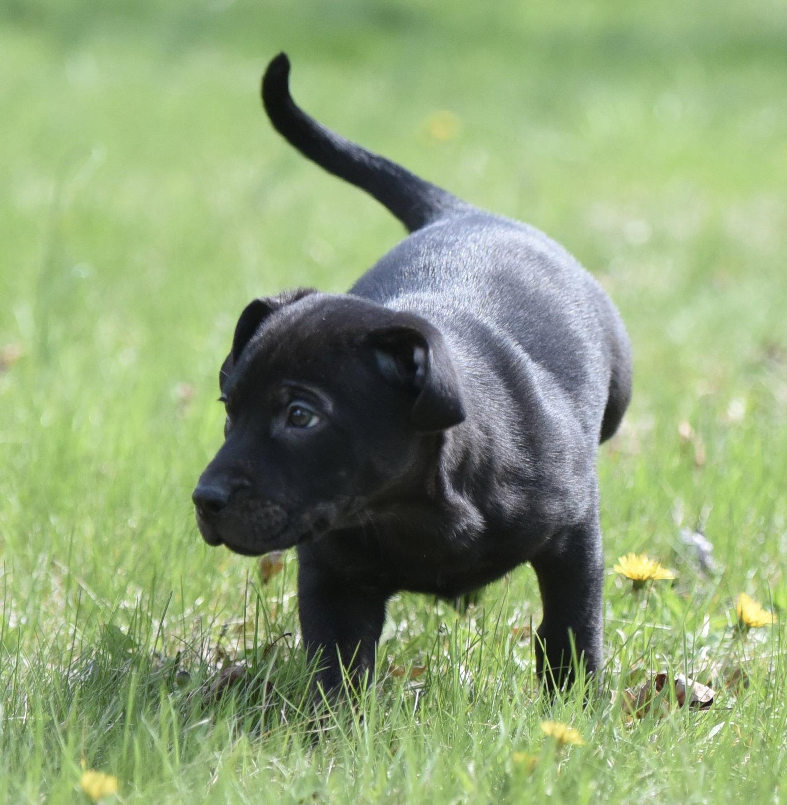 Peony, Adoptable, Puppy Female Pit Bull Terrier.