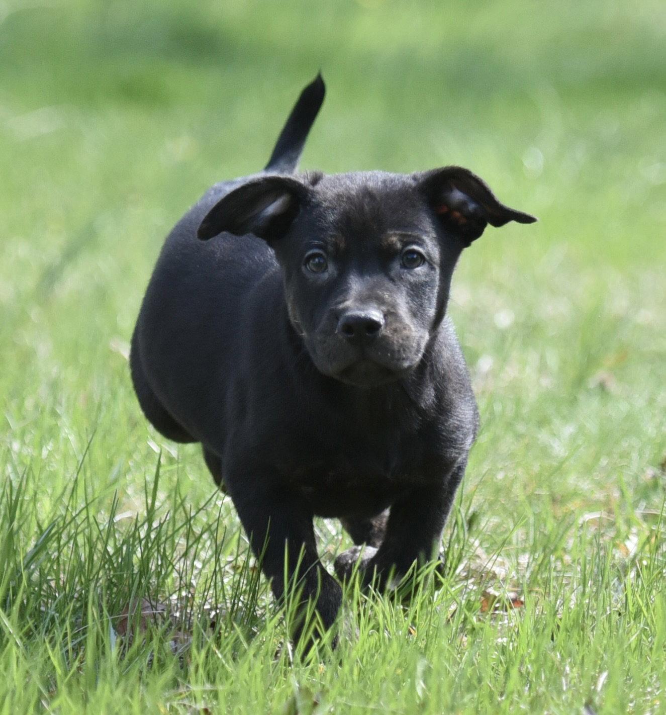 Enlarge Peony, a Adoptable Pit Bull Terrier in Mechanicsburg, PA image 2/3