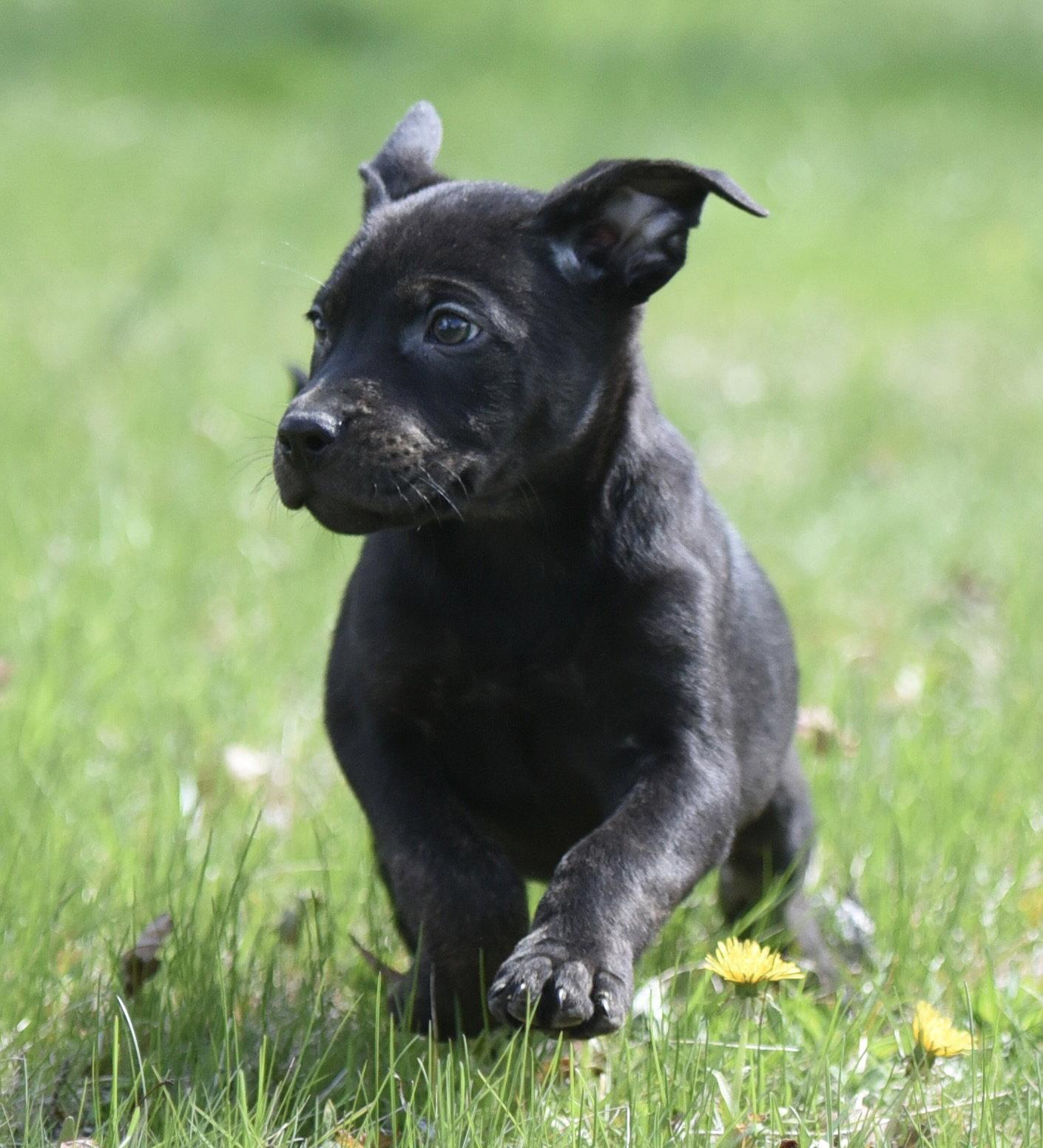 Enlarge Peony, a Adoptable Pit Bull Terrier in Mechanicsburg, PA image 3/3