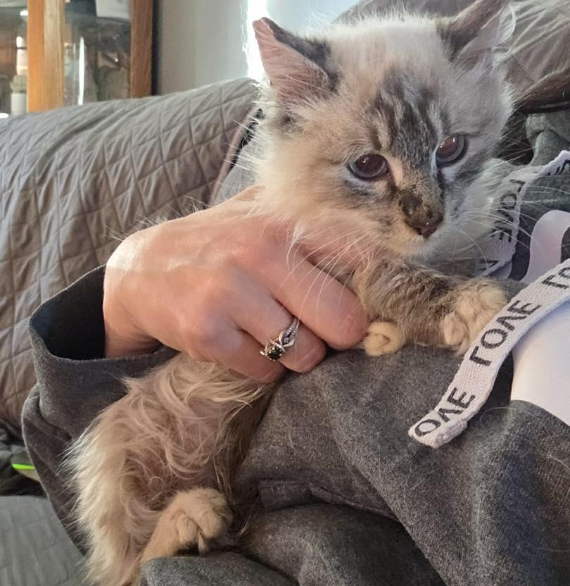 Enlarge Cypress, a ADOPTABLE mixed breed in Price, UT image 1/1