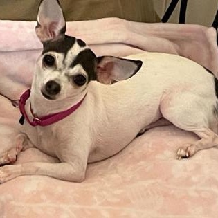 Enlarge Angel, a Adopted Chihuahua in Vienna, OH image 1/1