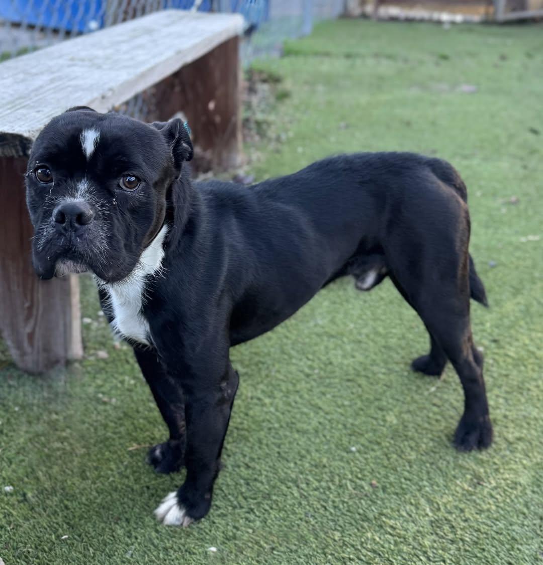 Sir Muffins the Dog, Adoptable, Young Male American Bulldog.