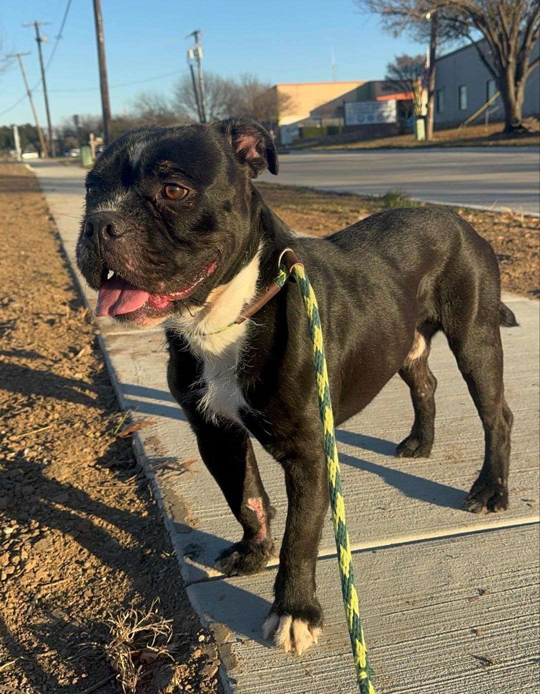 Enlarge Sir Muffins the Dog, a Adoptable American Bulldog in Rowlett, TX image 3/3