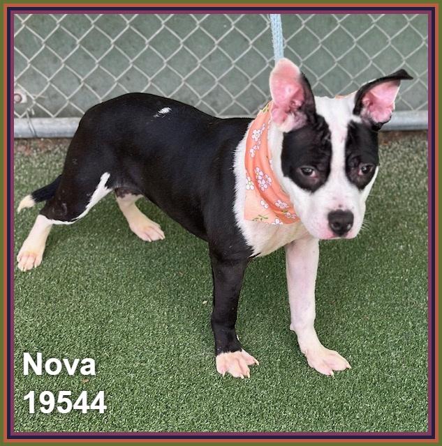 Enlarge NOVA, an adoptable mixed breed in Marietta, GA image 5/6