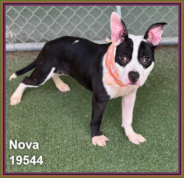 NOVA, adoptable, Young Female Pit Bull Terrier & Boston Terrier.