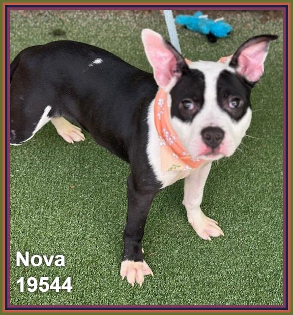 Enlarge NOVA, an adoptable mixed breed in Marietta, GA image 4/6