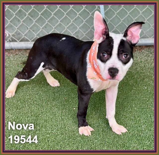 Enlarge NOVA, an adoptable mixed breed in Marietta, GA image 6/6