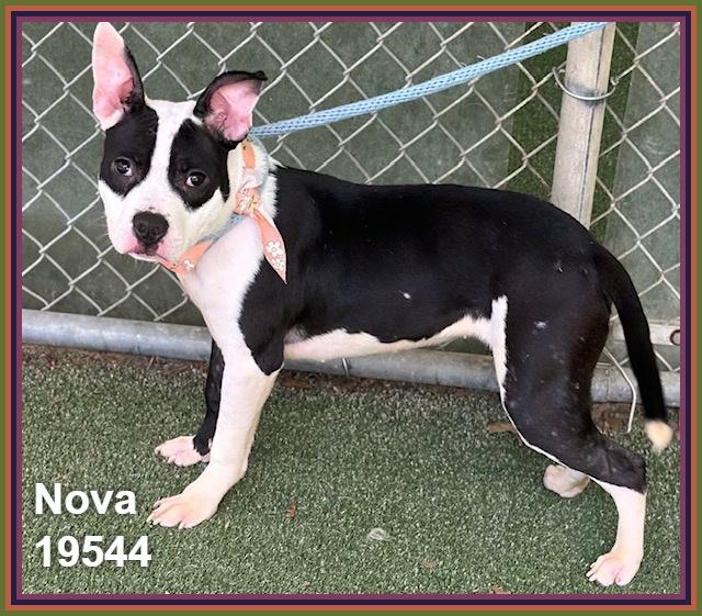 Enlarge NOVA, an adoptable mixed breed in Marietta, GA image 2/6