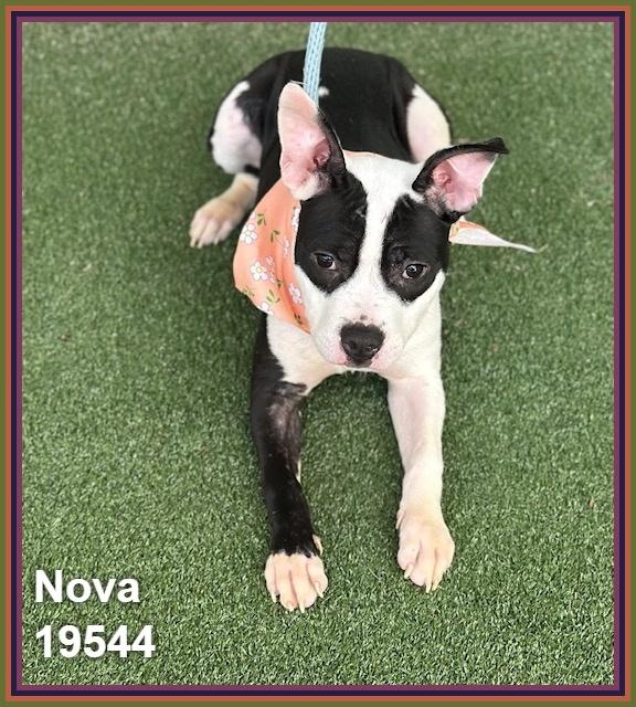 Enlarge NOVA, an adoptable mixed breed in Marietta, GA image 3/6