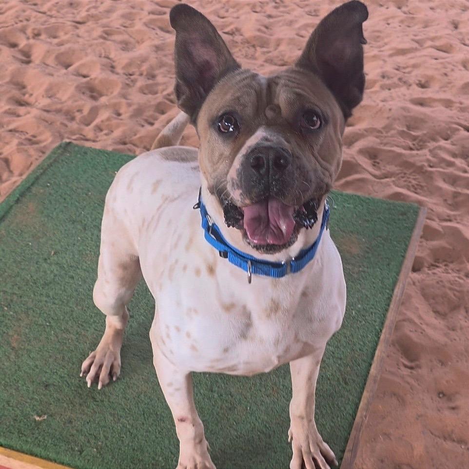 Butch — thumbnail 2