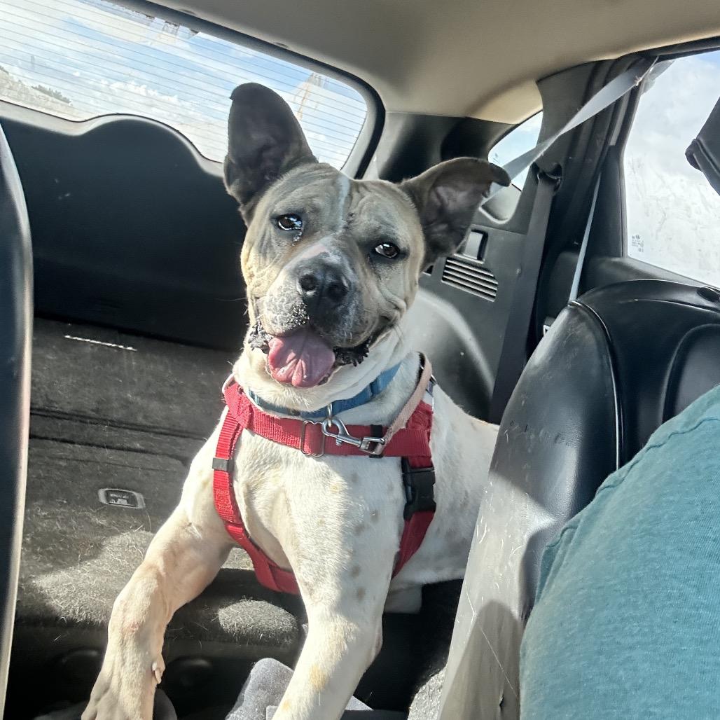 Butch — thumbnail 3