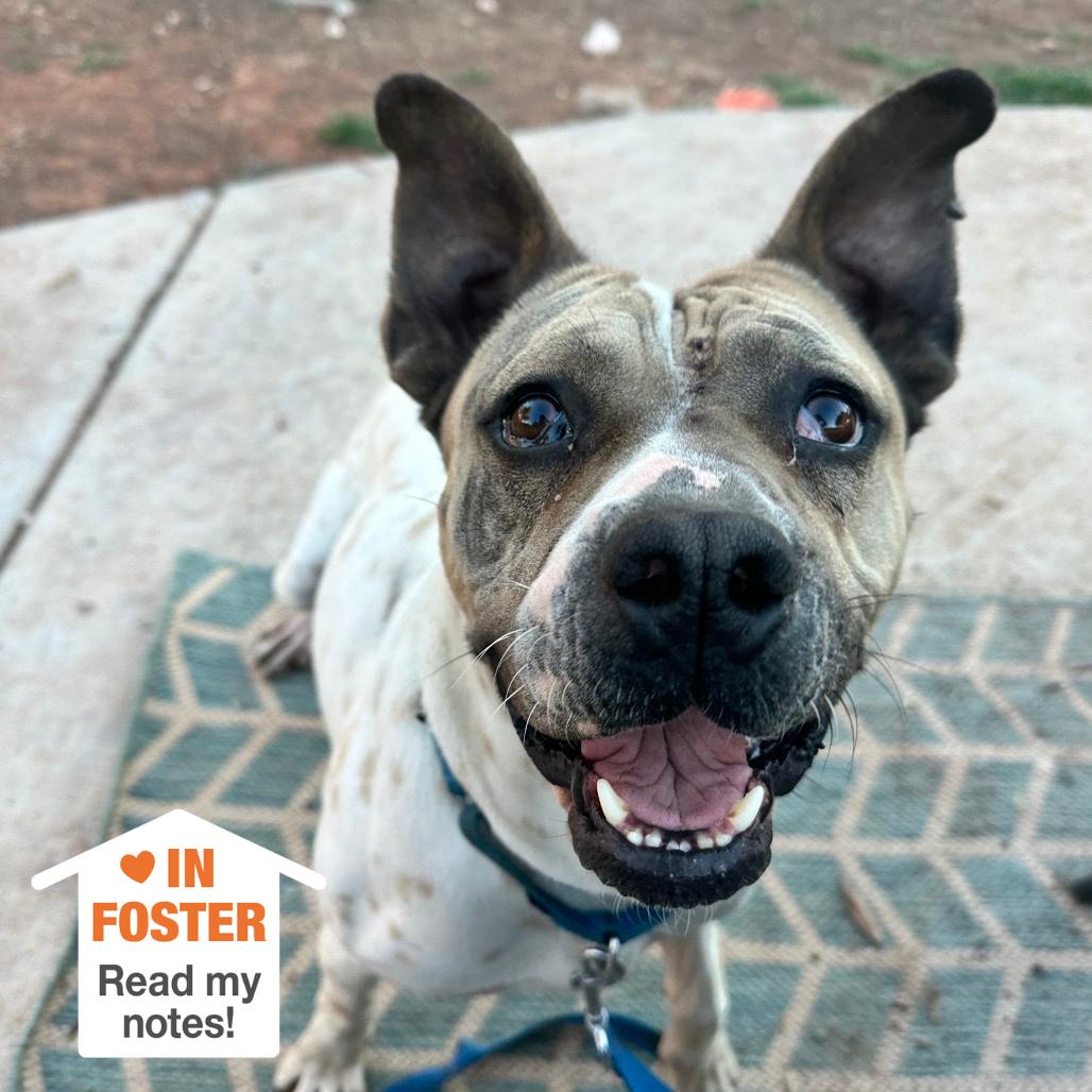 Butch — thumbnail 6