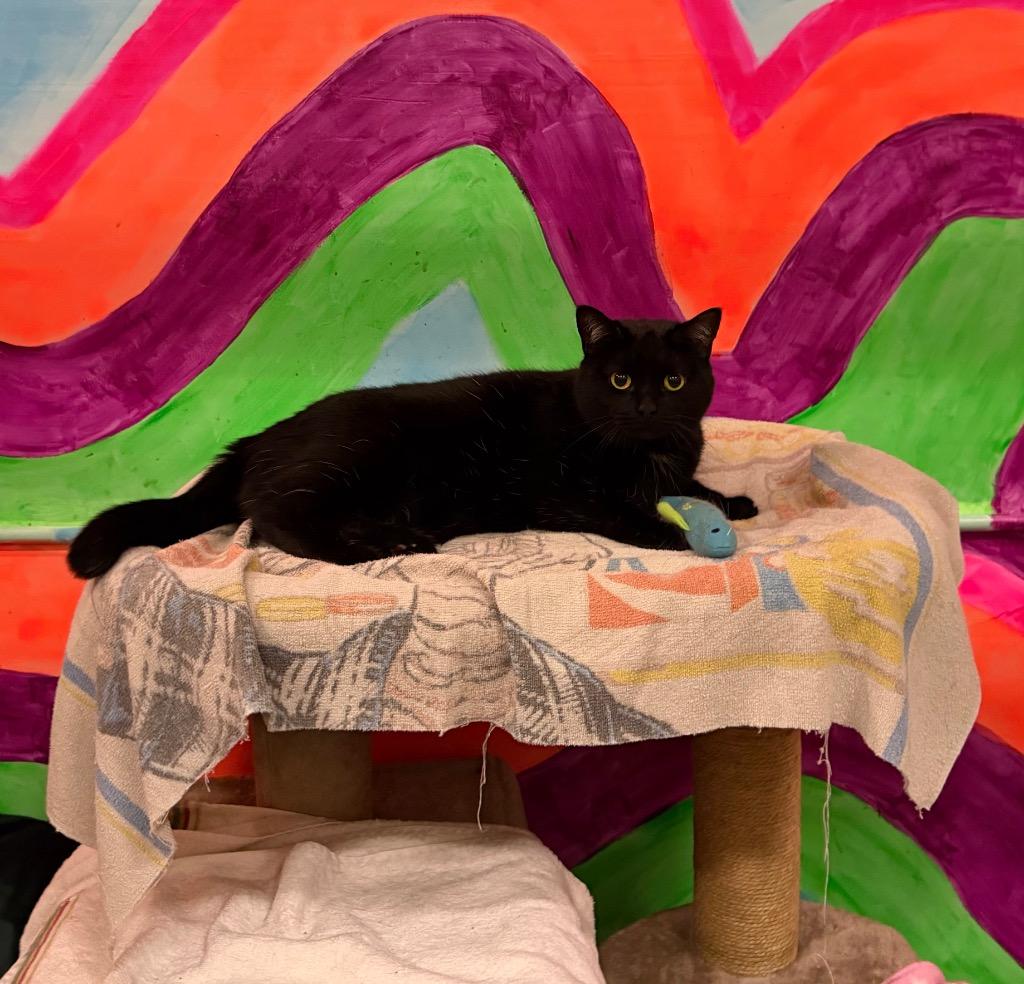 Enlarge Bombay, a Adoptable British Shorthair in St. James City, FL image 1/2