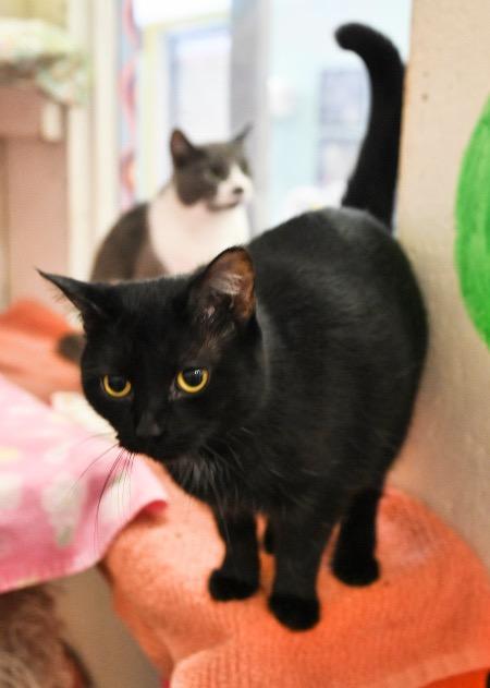 Enlarge Bombay, a Adoptable British Shorthair in St. James City, FL image 2/2