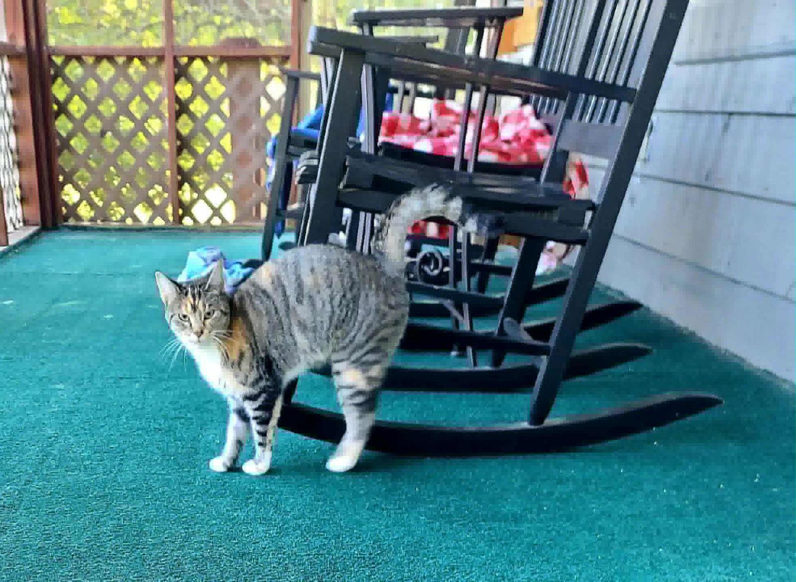 Lemmi, Adoptable, Adult Female Tabby & Domestic Short Hair.