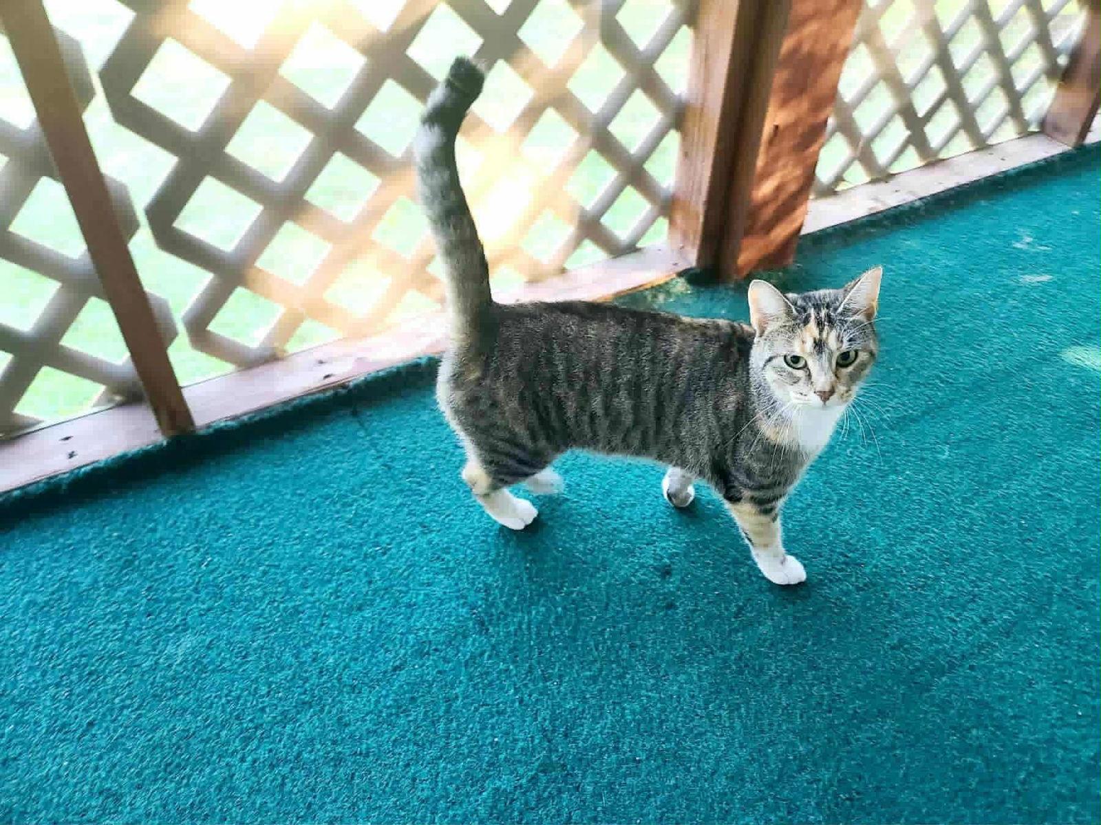 Enlarge Lemmi, a Adoptable mixed breed in Frenchburg, KY image 2/2