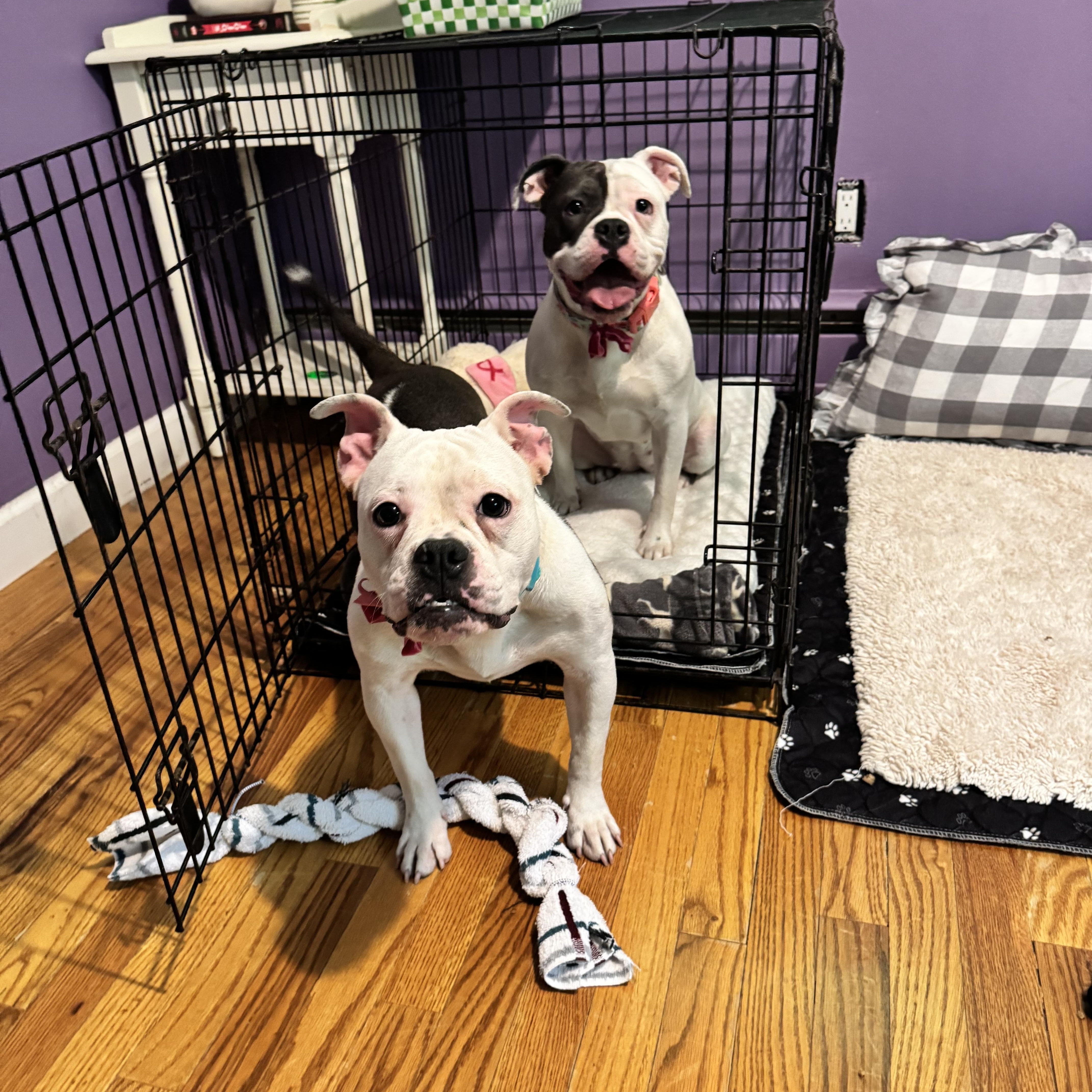Shirley & Jackie - BONDED PAIR, a Adoptable mixed breed in Troy, MI image 4/6