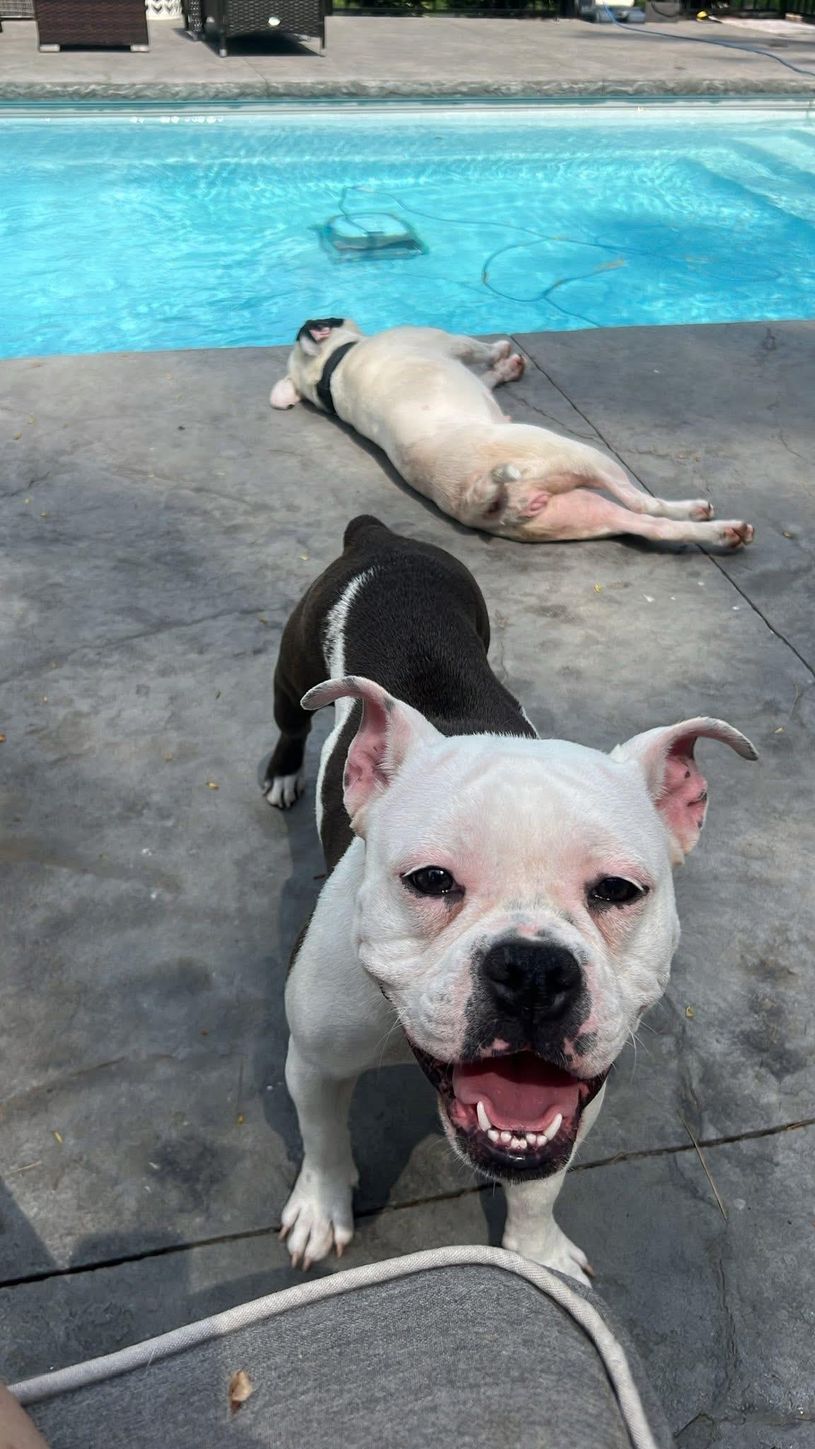 Shirley & Jackie - BONDED PAIR, a Adoptable mixed breed in Troy, MI image 1/6