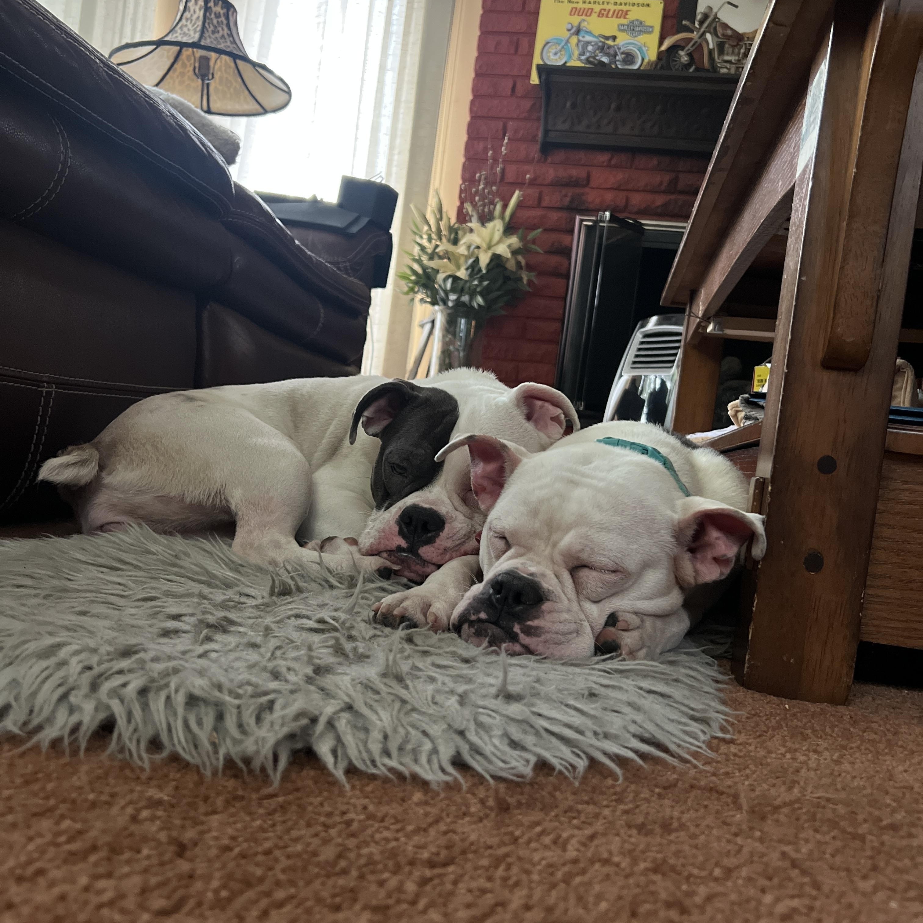 Shirley & Jackie - BONDED PAIR, a Adoptable mixed breed in Troy, MI image 5/6