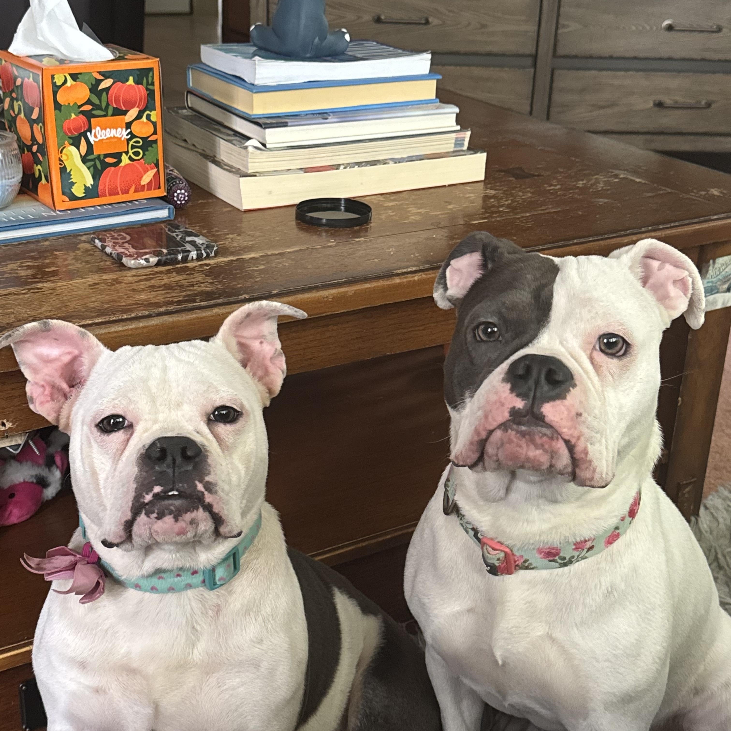 Shirley & Jackie - BONDED PAIR, a Adoptable mixed breed in Troy, MI image 3/6