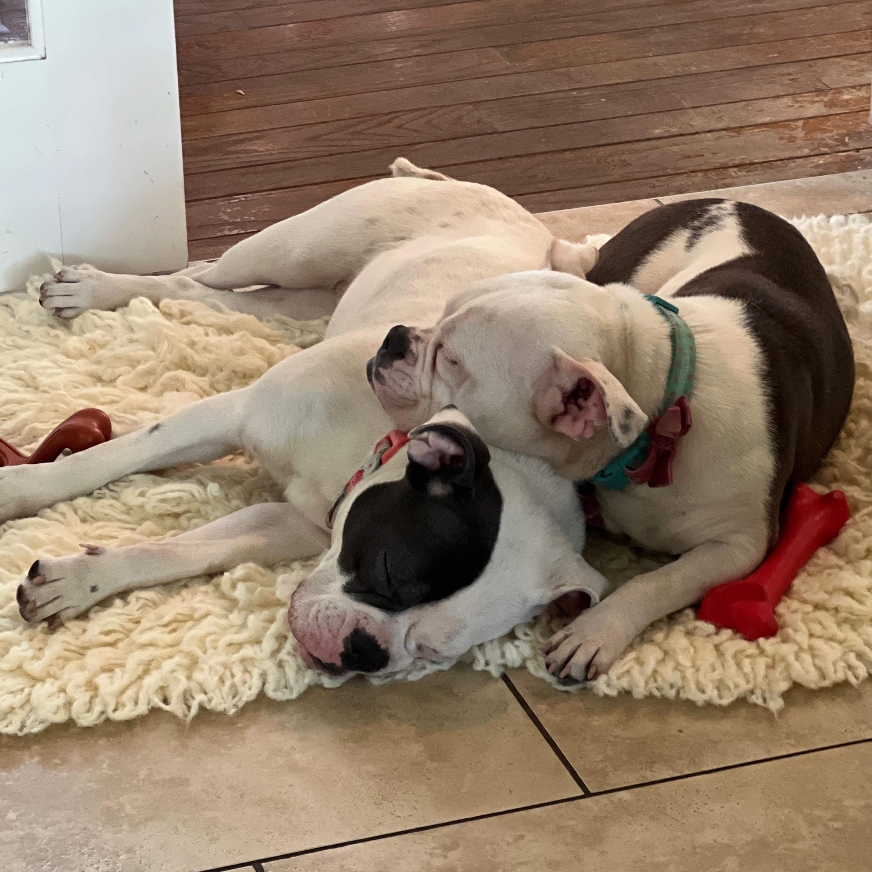 Shirley & Jackie - BONDED PAIR, a Adoptable mixed breed in Troy, MI image 6/6