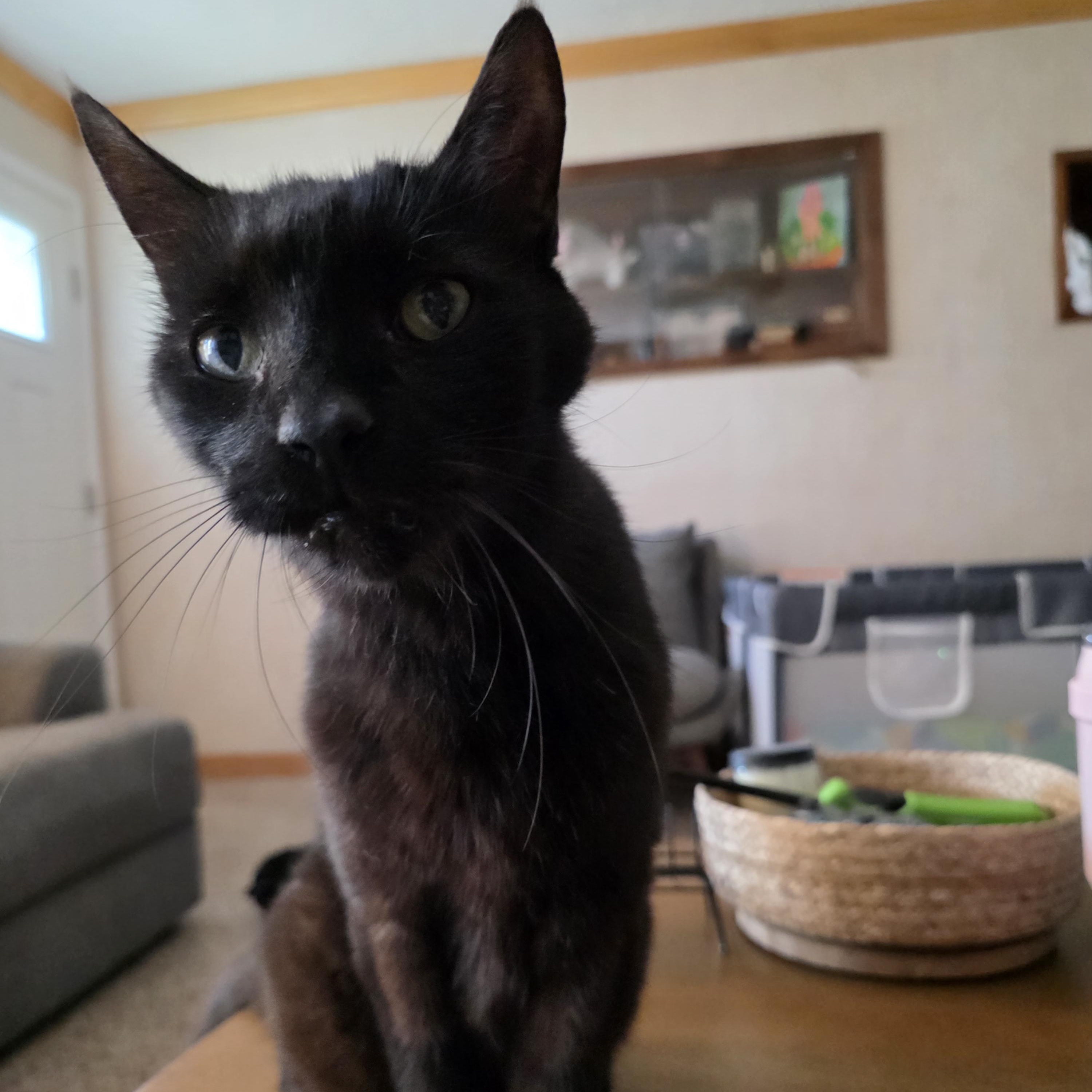 Bobby, Senior Male unknown