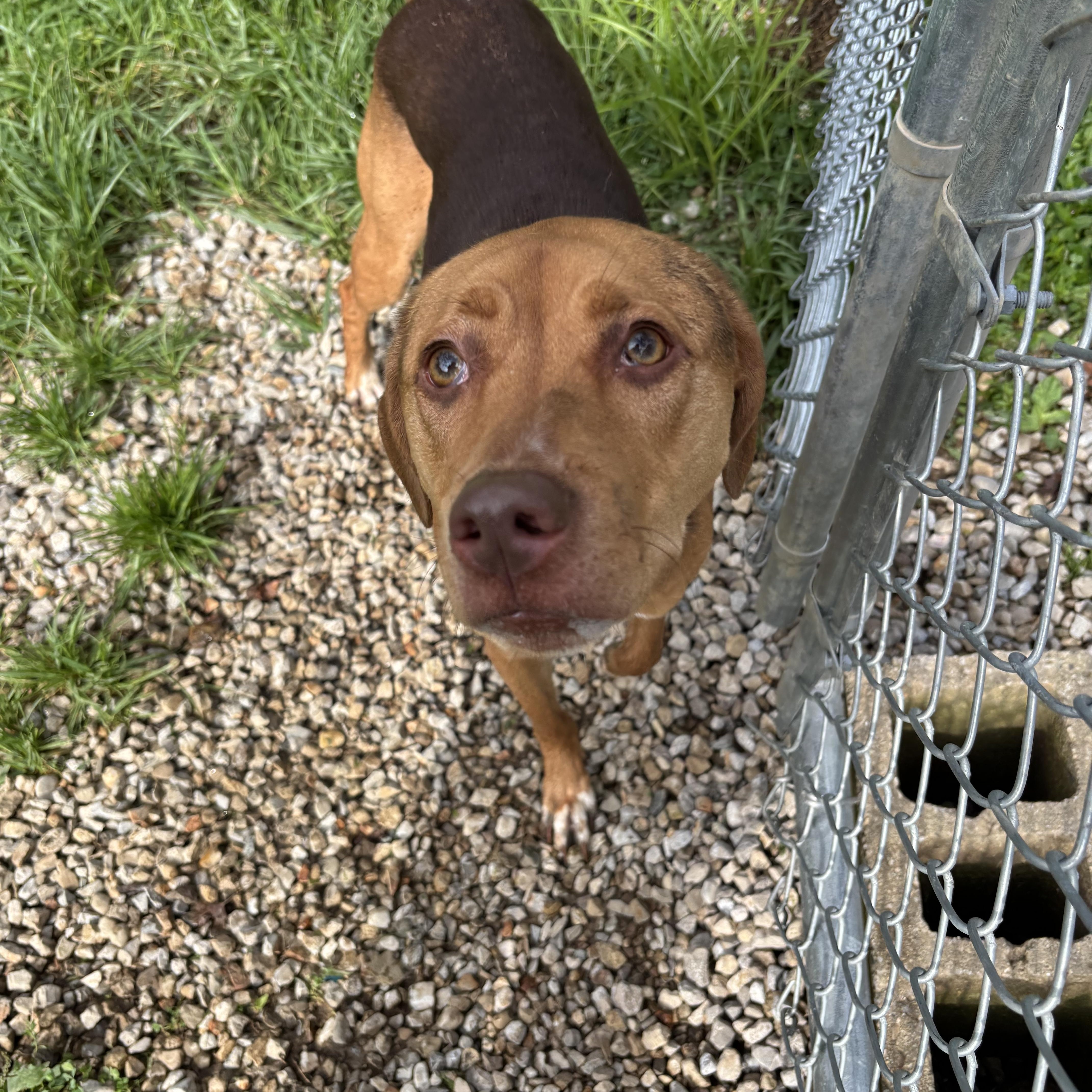 Coco, a ADOPTABLE mixed breed in Circleville, OH image 1/3