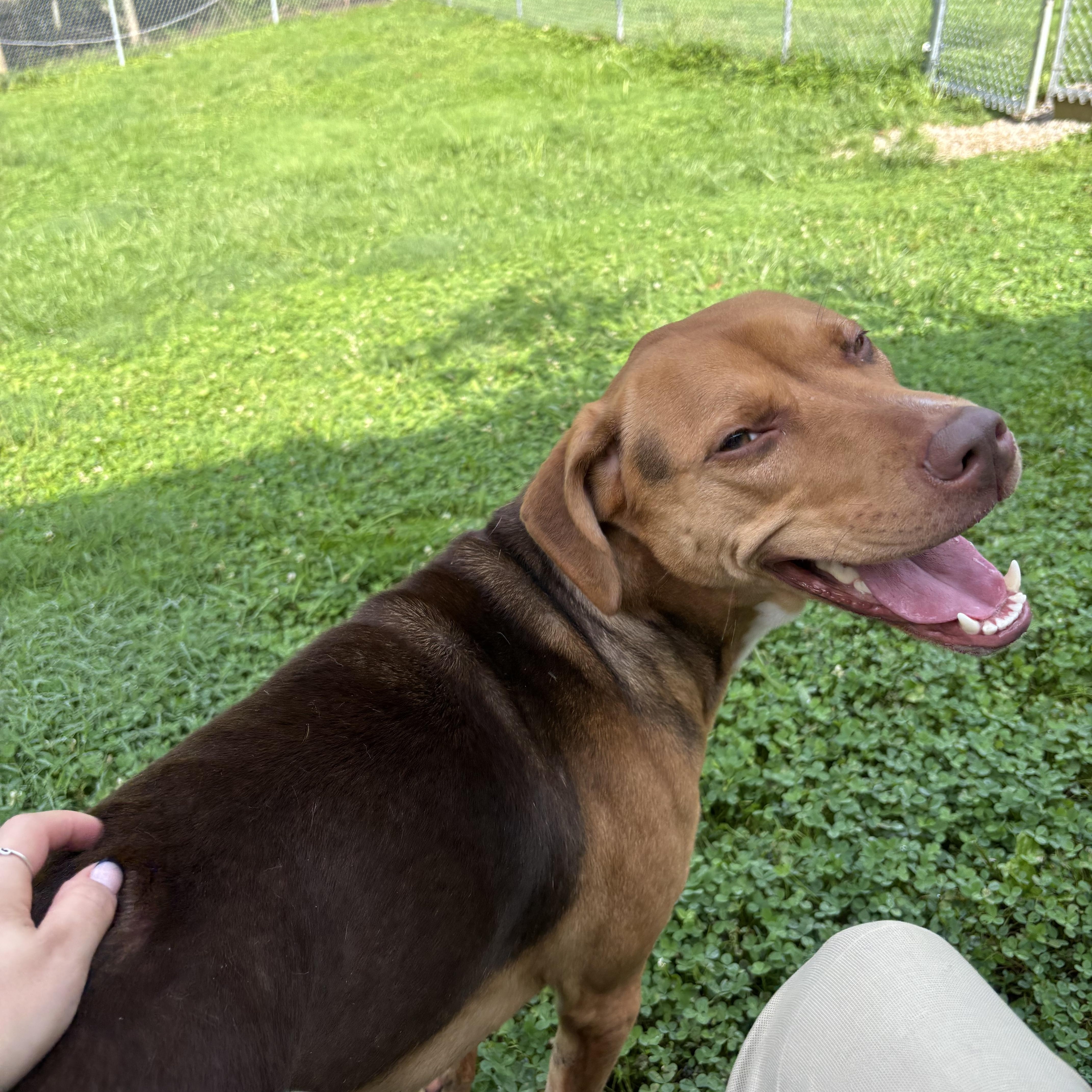 Coco, a ADOPTABLE mixed breed in Circleville, OH image 3/3