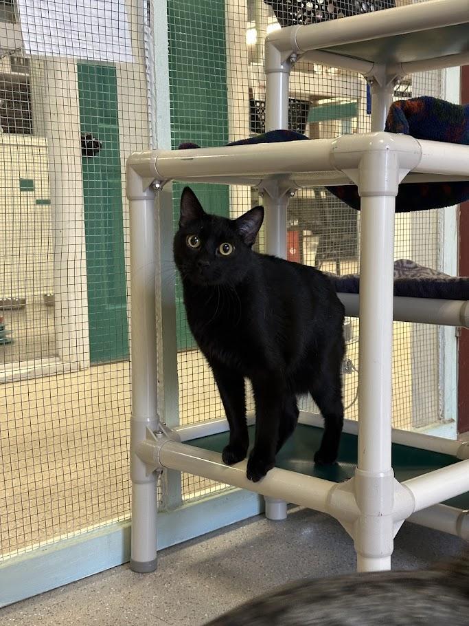 Enlarge Carlos, a ADOPTABLE mixed breed in Winona, MN image 6/6