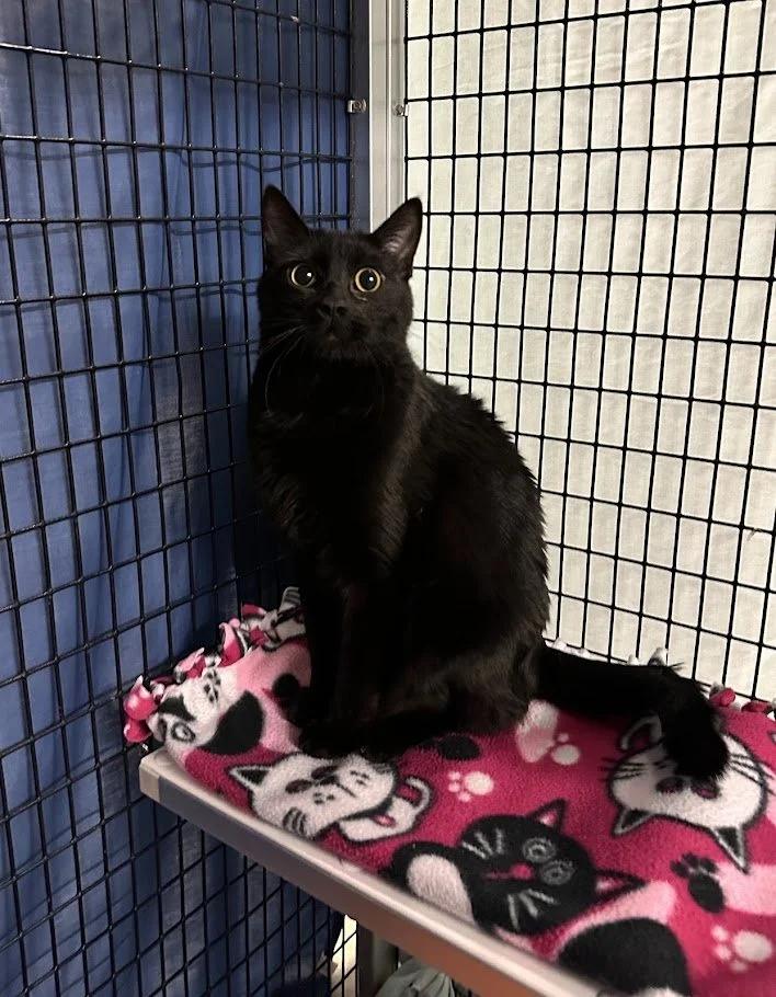 Enlarge Carlos, a ADOPTABLE mixed breed in Winona, MN image 2/6