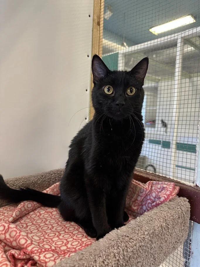 Enlarge Carlos, a ADOPTABLE mixed breed in Winona, MN image 3/6