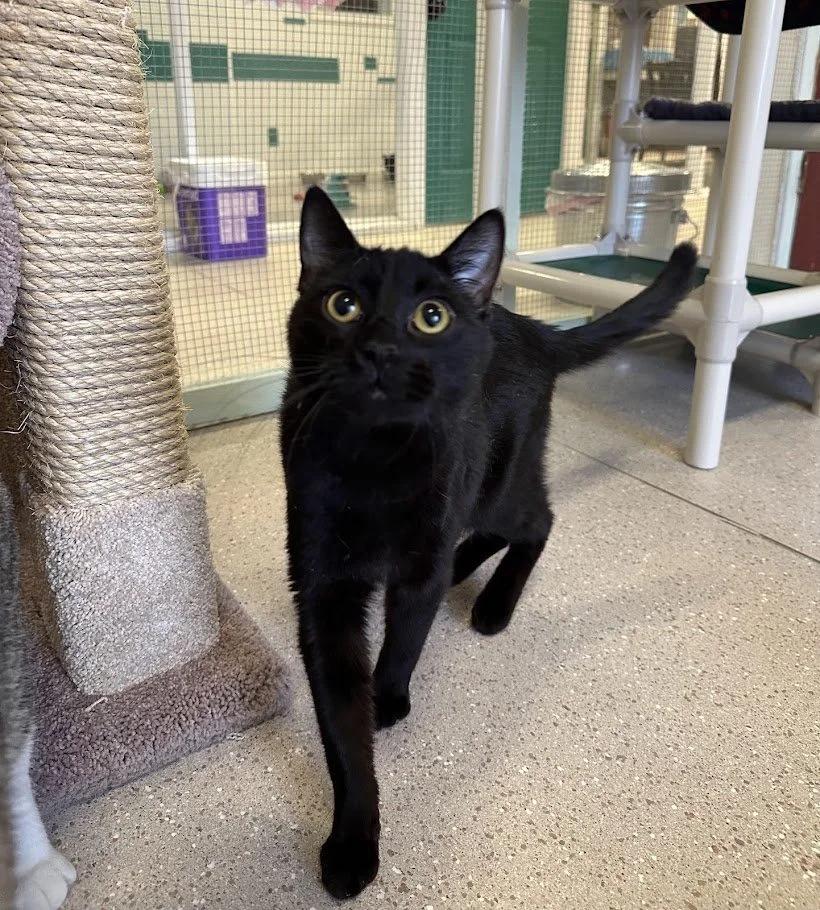 Enlarge Carlos, a ADOPTABLE mixed breed in Winona, MN image 5/6