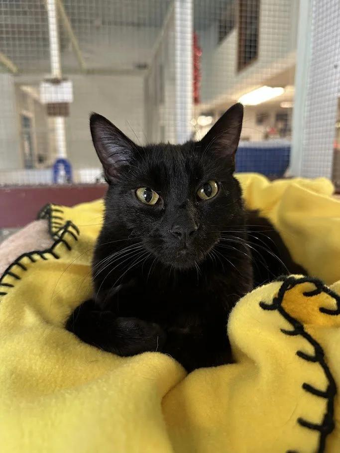 Carlos, ADOPTABLE, Adult Male Domestic Short Hair.