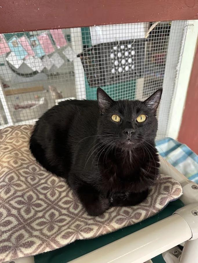 Enlarge Carlos, a ADOPTABLE mixed breed in Winona, MN image 4/6