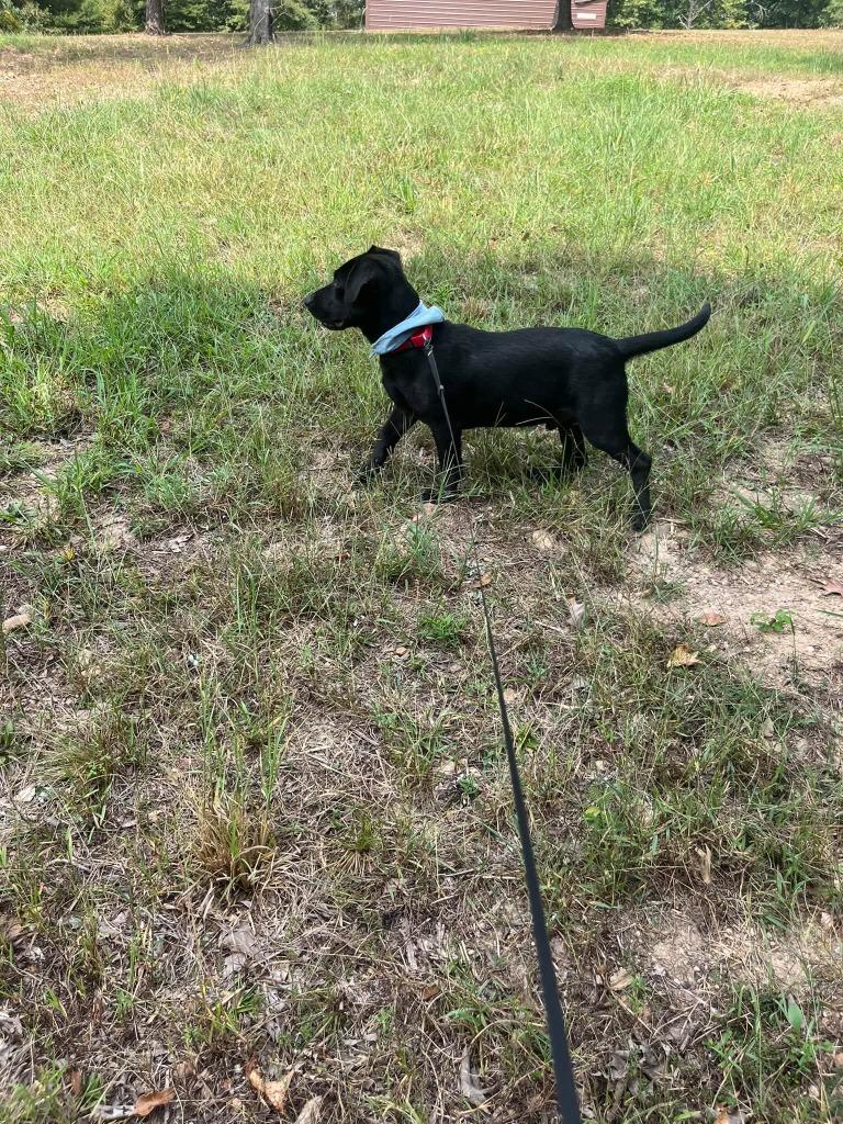 Cerberus, Adoptable, Puppy Male Mixed Breed.