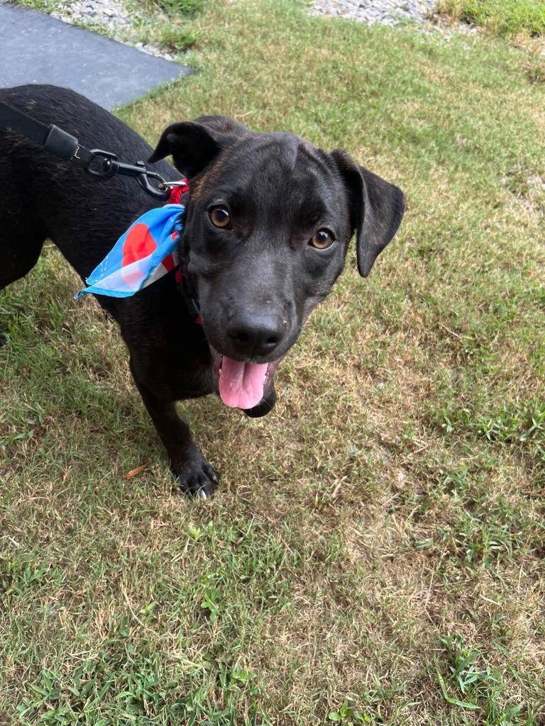Enlarge Cerberus, a Adoptable mixed breed in Fond Du Lac, WI image 2/5