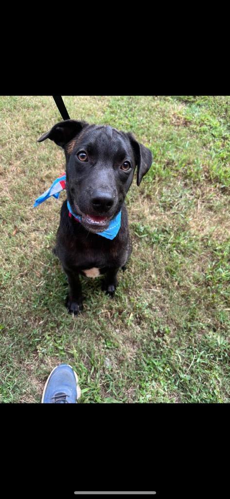 Enlarge Cerberus, a Adoptable mixed breed in Fond Du Lac, WI image 3/5