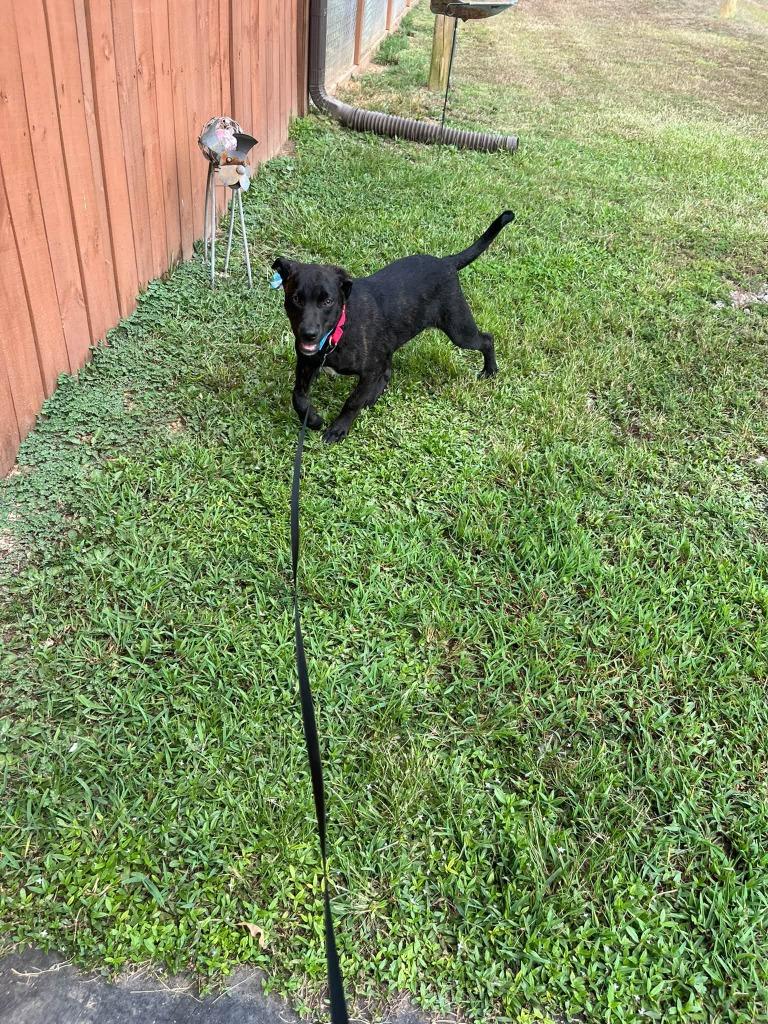 Enlarge Cerberus, a Adoptable mixed breed in Fond Du Lac, WI image 5/5