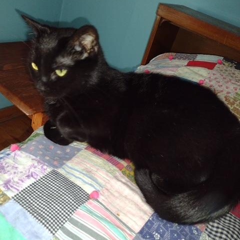 Ritz, Adoptable, Young Female Domestic Short Hair.