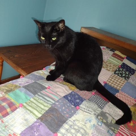 Enlarge Ritz, a Adoptable Domestic Short Hair in Owatonna, MN image 2/3