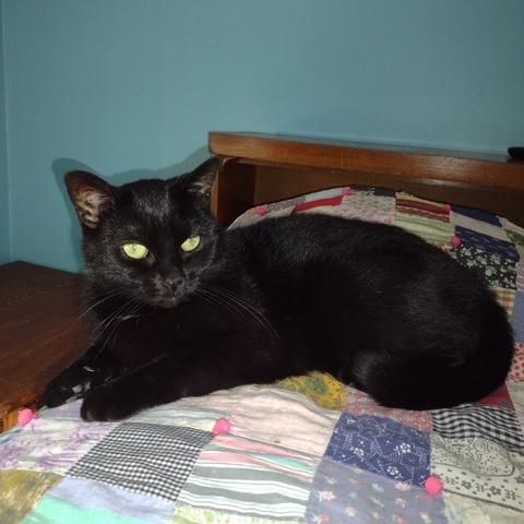 Enlarge Ritz, a Adoptable Domestic Short Hair in Owatonna, MN image 3/3