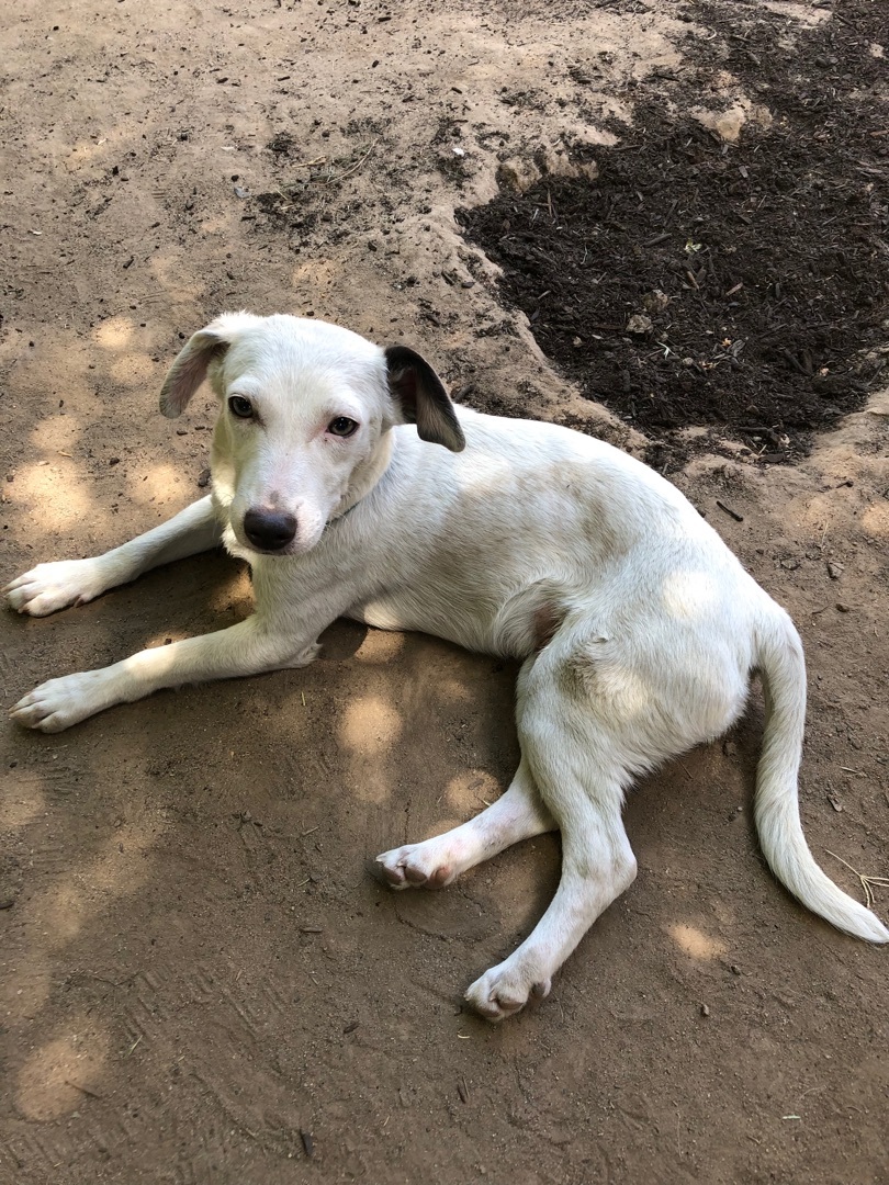 Moe, a Adoptable mixed breed in Fresno, CA image 1/12