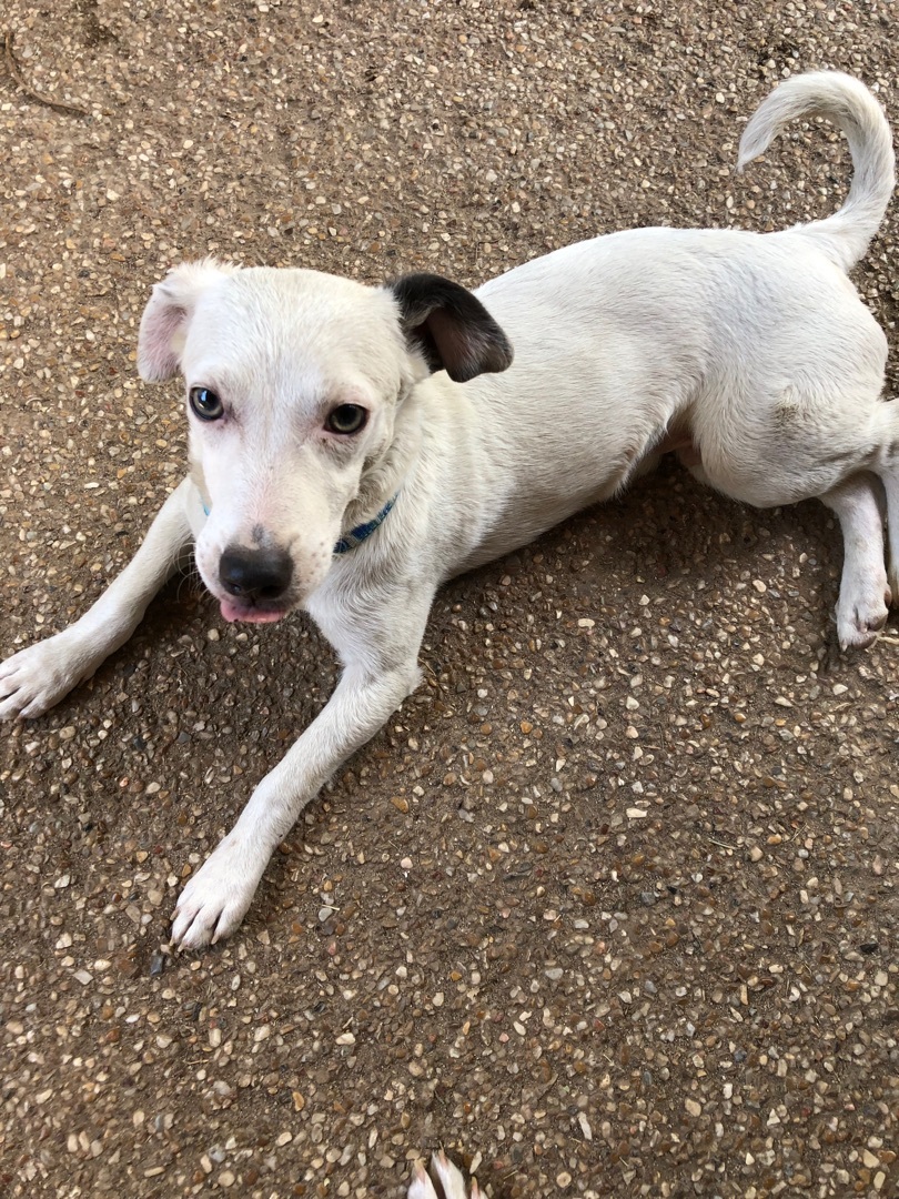 Moe, a Adoptable mixed breed in Fresno, CA image 2/12
