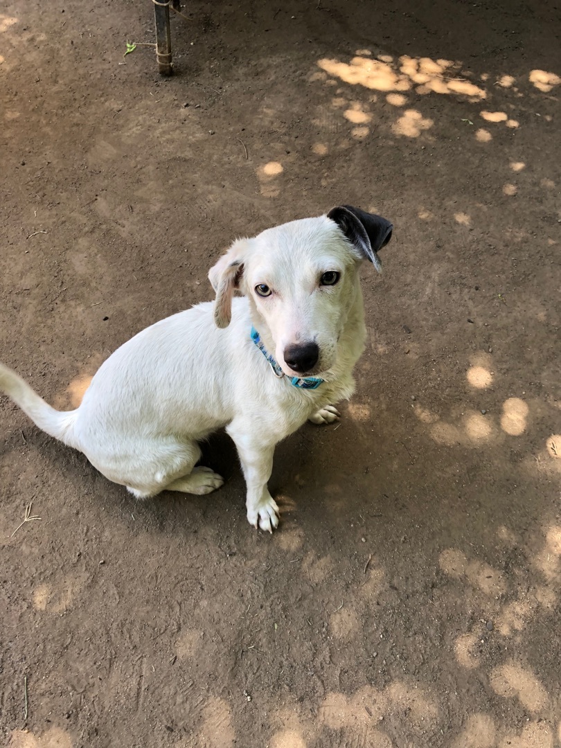 Moe, a Adoptable mixed breed in Fresno, CA image 3/12