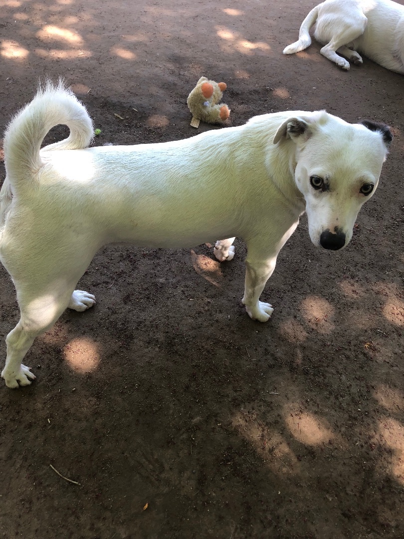 Moe, a Adoptable mixed breed in Fresno, CA image 4/12