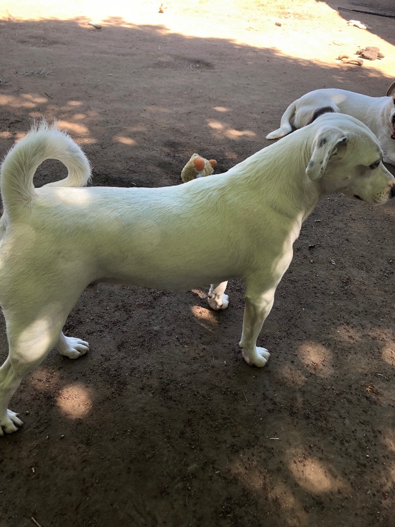 Moe, a Adoptable mixed breed in Fresno, CA image 5/12